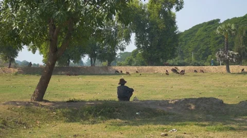 A man rests in the shade of a tree while his goats graze in a field, in Myanmar Stock Footage 236742016