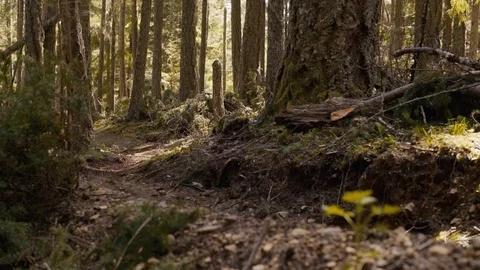 Man rides on berm in forest on mountain bike. 스톡 동영상 89022224