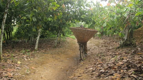 A man rides a bicycle with his cocoa basket in a cocoa field, in Ivory Coast Stock Footage 220798430