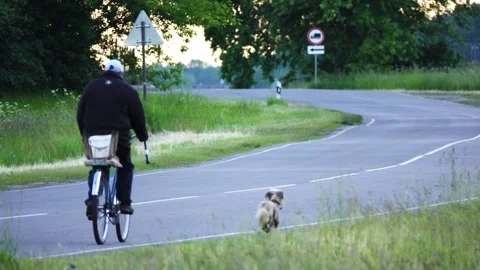 Man rides a bicycle on a paved road. The dog runs beside him. Stock Footage 155741033