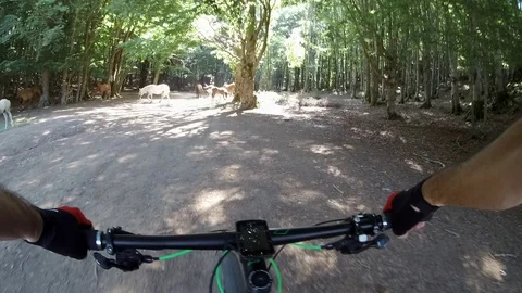  A man rides a bycicle in the forest with wild horses around POV Stock Footage 113284782