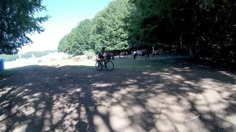 A man rides a bycicle in the forest with wild horses around Stock Footage 113284847