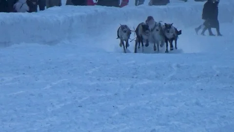 A man rides on deer Video stock 99419038