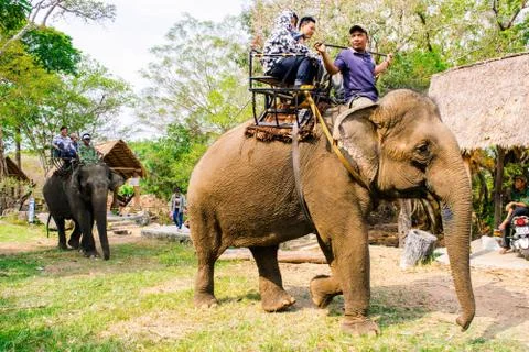 Man rides elephant on path at countryside, mahout ride this animal for travel Stock Photos