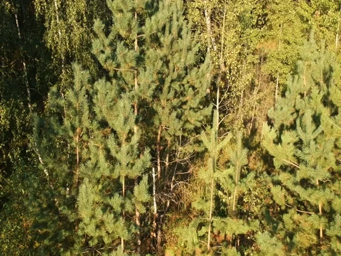 Man rides through trees Stock Footage 83735126