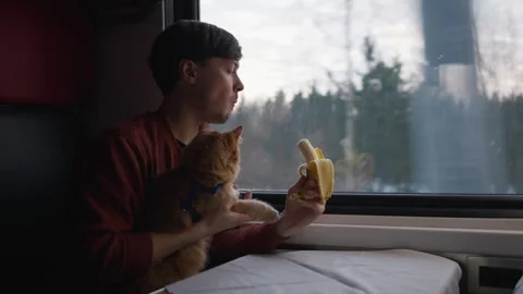 A man rides in a train with his ginger cat and eats a banana, looking out the 스톡 동영상 240721561