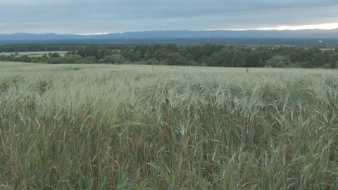 Man rides on a wheat field Stock Footage 118680682