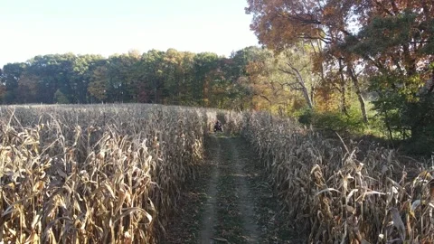 Man riding 4 wheeler through a sunny corn field farm in Central Pennsylvani.. 스톡 동영상 243849218