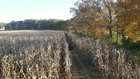 Man riding 4 wheeler through a corn field in Central Pennsylvania USA Видео 243849255