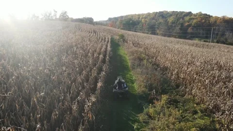 Man riding 4 wheeler through a bright corn field in Central Pennsylvania USA 스톡 동영상 243849260