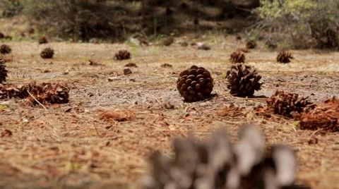 Man riding bicycle between pine cones Stock Footage 49099506