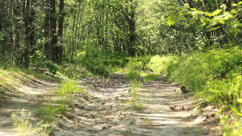 Man Riding A Bicycle Through Forest Road Stock Footage