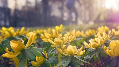 Man riding a bicycle with yellow spring flower in foreground Stock Footage 73482802
