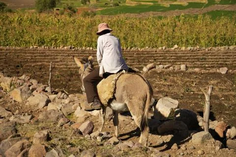 Man riding a donkey while working on a field Stock Photos