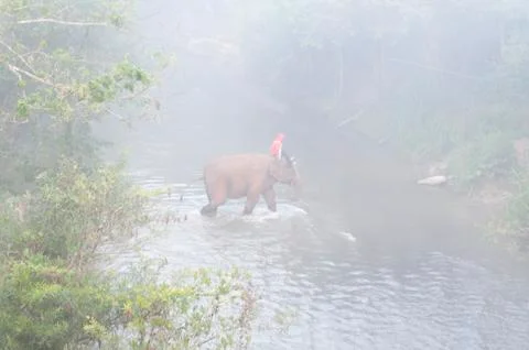 Man riding elephant across river at dusk, misty morning. Unrecognisable face Stock Photos