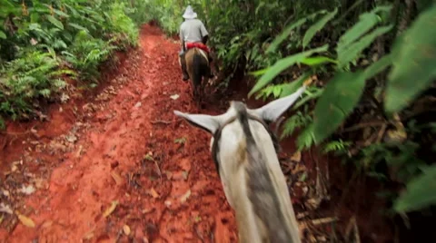 Man riding on mule in rainforest Stock Footage 48740518