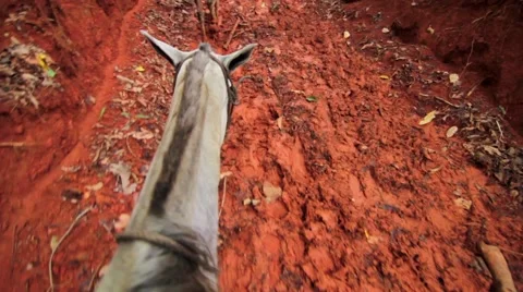 Man riding on mule in rainforest Stock Footage 48741214
