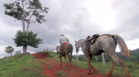 Man riding on mule in rainforest Stock Footage 48743202