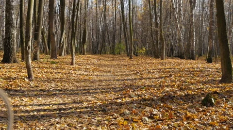 Man riding in the park Stock Footage 68930638