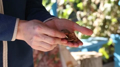 Man ripe walnut nut cleans looking Stock Footage 58785954