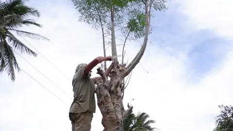 A man rips off a branch. Video stock 137555544