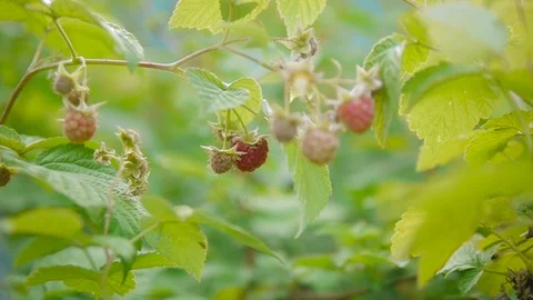 A man rips a ripe raspberry from a bush Video stock 91341738