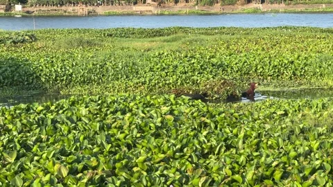 Man on the river Gathering Plants Stock Footage 305142183