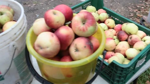The man on the roadside selling apples Stock Footage 52807774