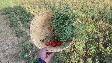 A man rotating a basket with tomatoes and chick peas in farm Stock Footage 238374267