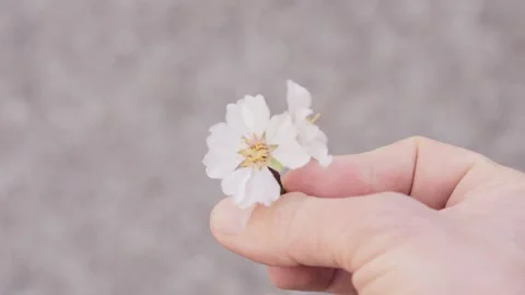 Man rotating Cherry Blossom between his fingers with blurry background 스톡 동영상 245240889