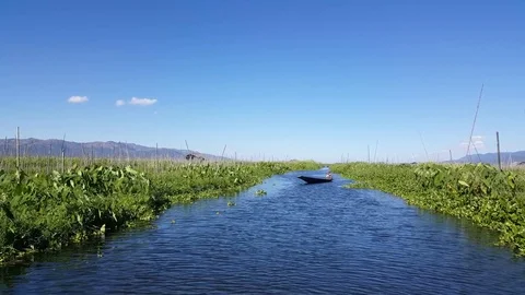 Man rows boat through canal surrounded by floating gardens, Inle Lake, Myanmar Vidéo 79963934