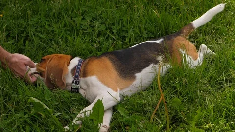 Man rub and scratch his beagle dog Stock Footage 91570337