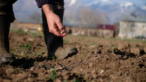 Man in rubber boots plating a seed in the field Stock Footage 241704384