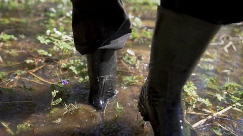 Man in rubber boots walking on meadow full of white snowdrops underwater, spring Stock Footage 125097134
