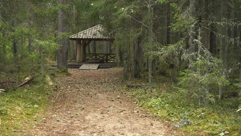 A man in rubber boots walks through the spruce forest towards the well. Stock Footage 126292546