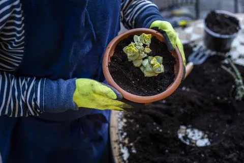 A man in rubber gloves grows a small plant on the table in the garden at home Stock Photos