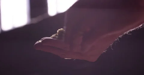 Man rubbing leaf hops from hand's 動画素材 61503184