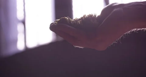 Man rubbing leaf hops from hand's 動画素材 61503348