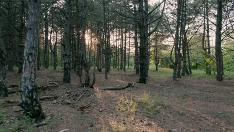 Man run away through the forest with beautifl sunbeam. B roll footage of Running Stock Footage 133346612