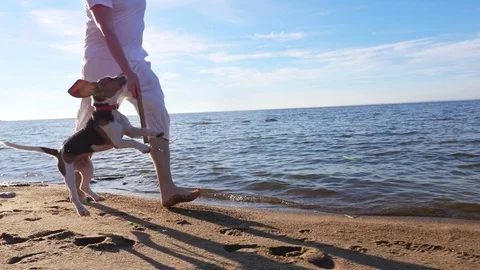 Man run with cute young beagle on beach, toss stick, dog rush to fetch 스톡 동영상 79371606