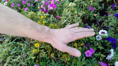Man run his hand over beautiful flowers. Gardener touch flowerbed with his palm Stockbeeldmateriaal 209828098