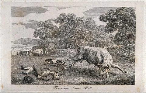 A man, run over by a bull, is lying on the ground while a dog is biting the.. Ilustração Stock