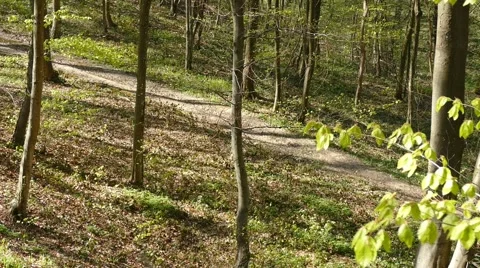 Man Run Into The Woods Stock Footage 50049581