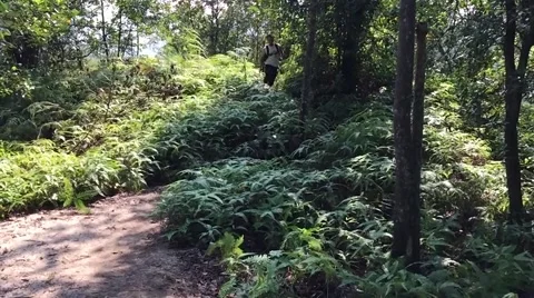 A man runnging in the forest Stock Footage 56895123