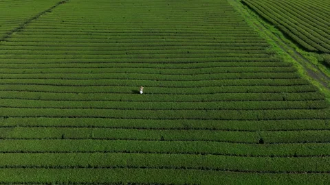 Man running alone through green tea plantation aerial view in South Korea Vidéo 346600675