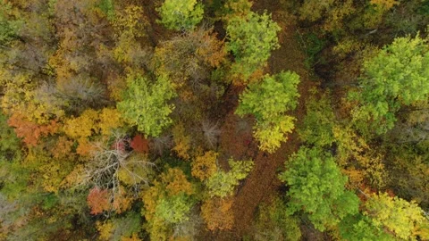 Man Running Along the Trail in the Forest. Air View Stock Footage 161424900