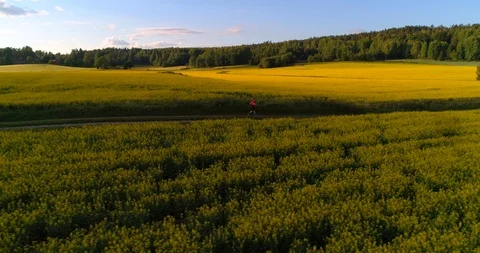 Man running between rape fields, C4K aerial tracking view following a male jo Stock Footage 92805253