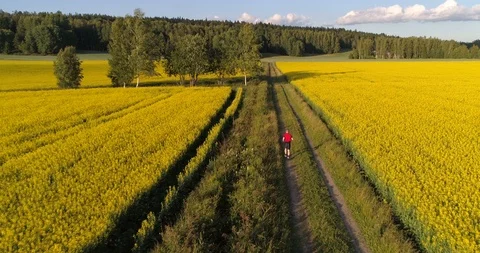 Man running between rape fields, C4K aerial view over a rapeseed flower field Stock Footage 92808540