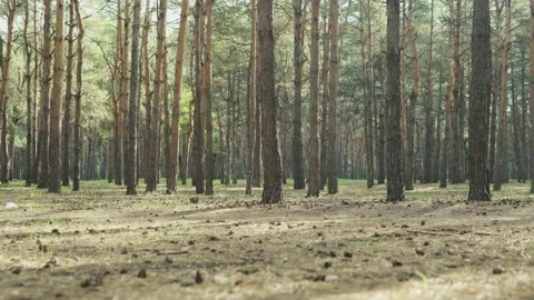 Man running to collect garbage in the forest, cleaning the forest Stockbeeldmateriaal 152979031