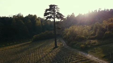 Man running with dog Vídeos de archivo 129902747